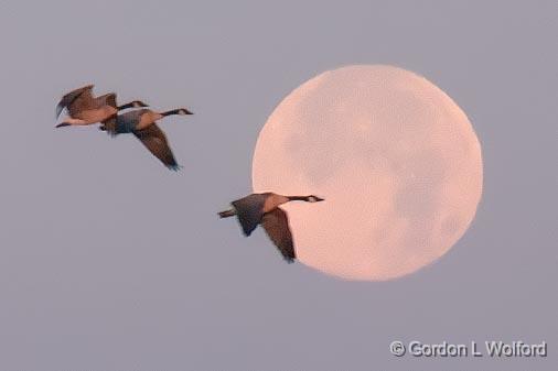 Geese Flying By Setting Moon_19366.jpg - Canada Goose (Branta canadensis) photographed near Jasper, Ontario, Canada.